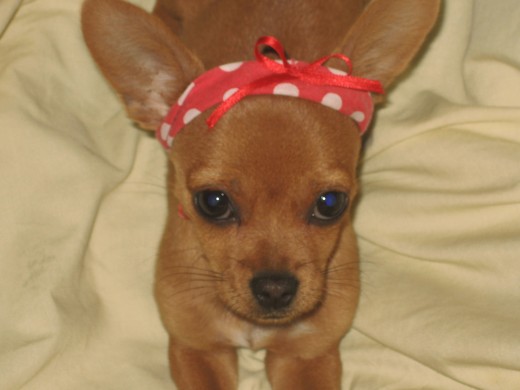 ELLA ES MI BABY......... YSE VEN TAN HERMOSA CON SU SINTILLO EN ESTA FOTO CUMPLE 3 MESES. QUE LLEGO A ALEGRAR MI VIDA........ ELLA ES MI BABY......... YSE VEN TAN HERMOSA CON SU SINTILLO EN ESTA FOTO CUMPLE 3 MESES. QUE LLEGO A ALEGRAR MI VIDA........